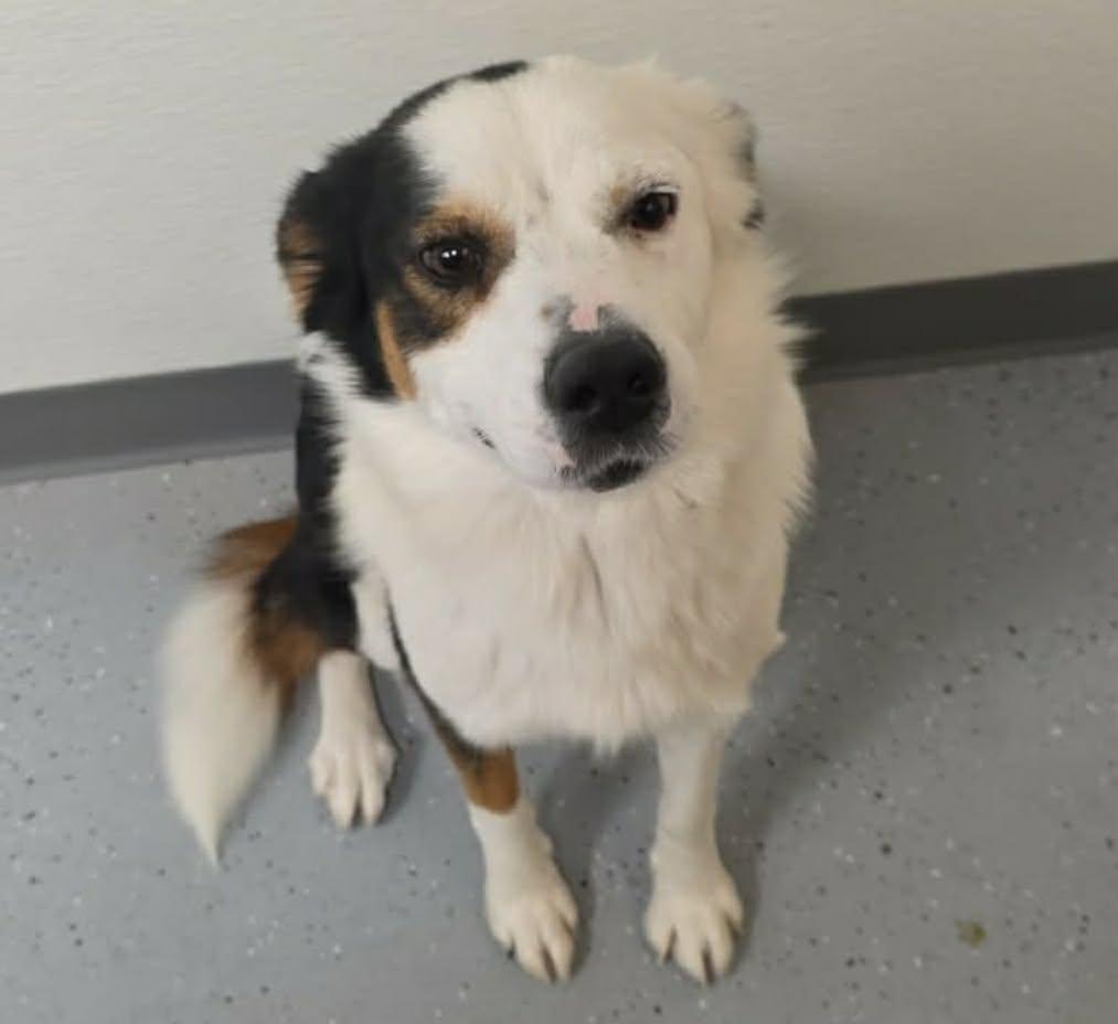 Meredith, Adoptable, Young Female Australian Shepherd.