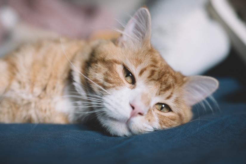 Simba, an adopted Domestic Medium Hair in Denver, CO image 5/5