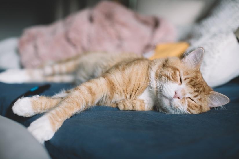 Simba, an adopted Domestic Medium Hair in Denver, CO image 3/5