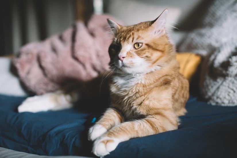 Simba, adopted, Adult Male Domestic Medium Hair.
