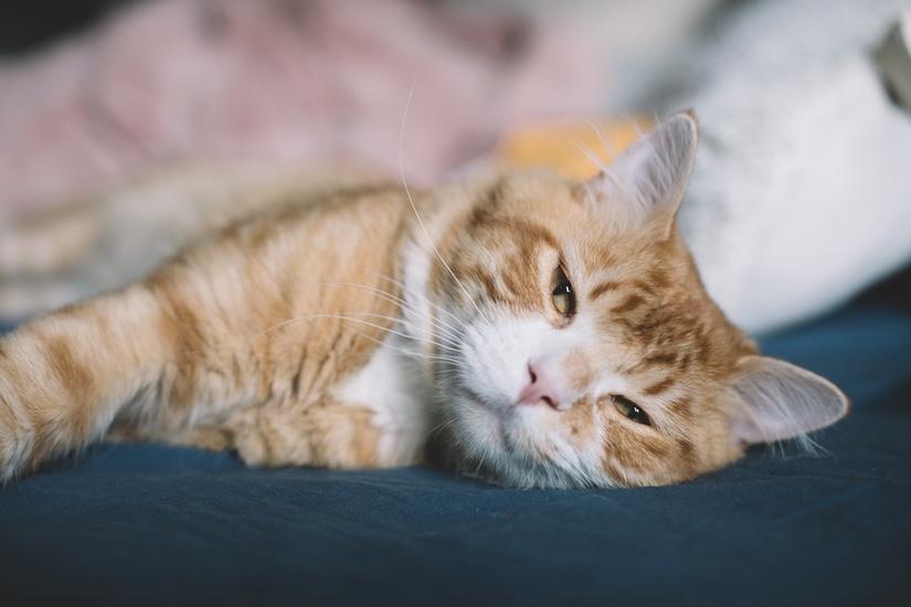 Simba, an adopted Domestic Medium Hair in Denver, CO image 2/5