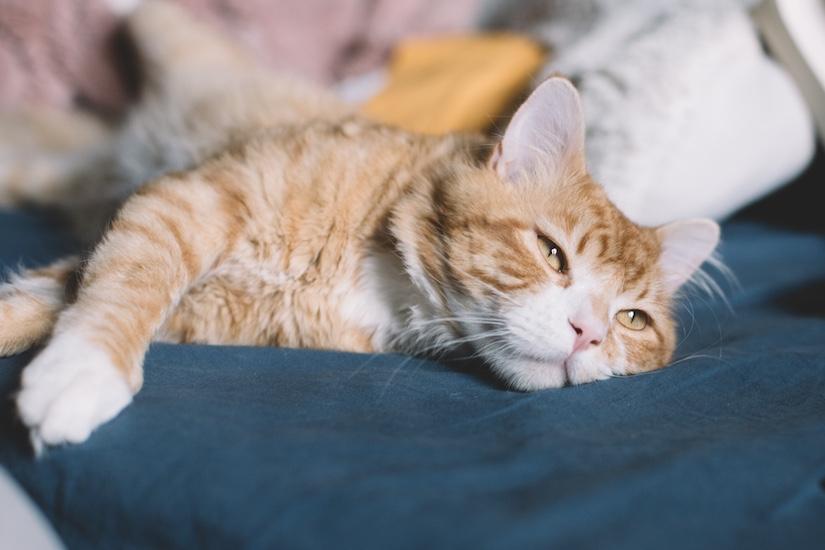 Simba, an adopted Domestic Medium Hair in Denver, CO image 4/5
