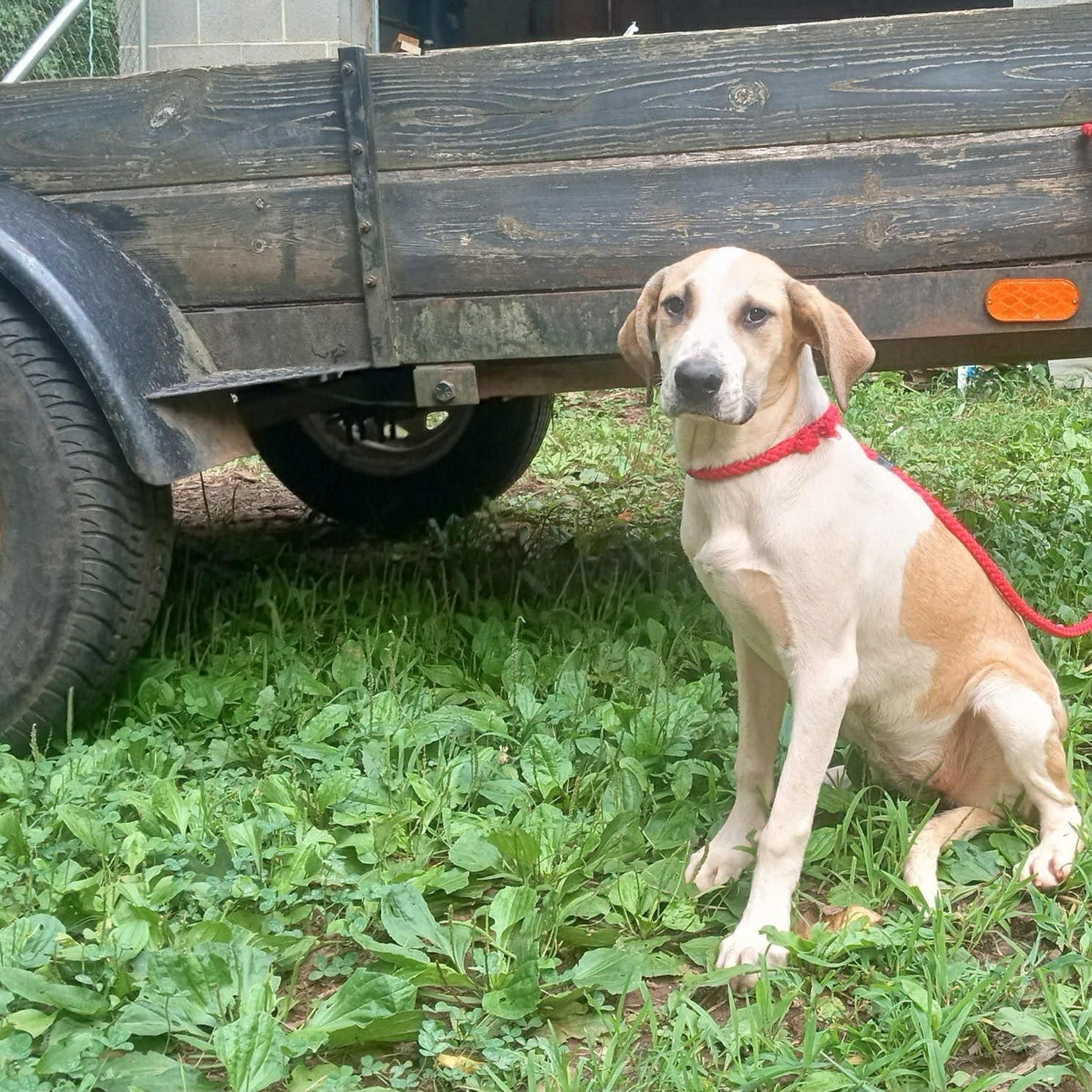 Hallie, a Adoptable mixed breed in Fayetteville, NC image 1/3