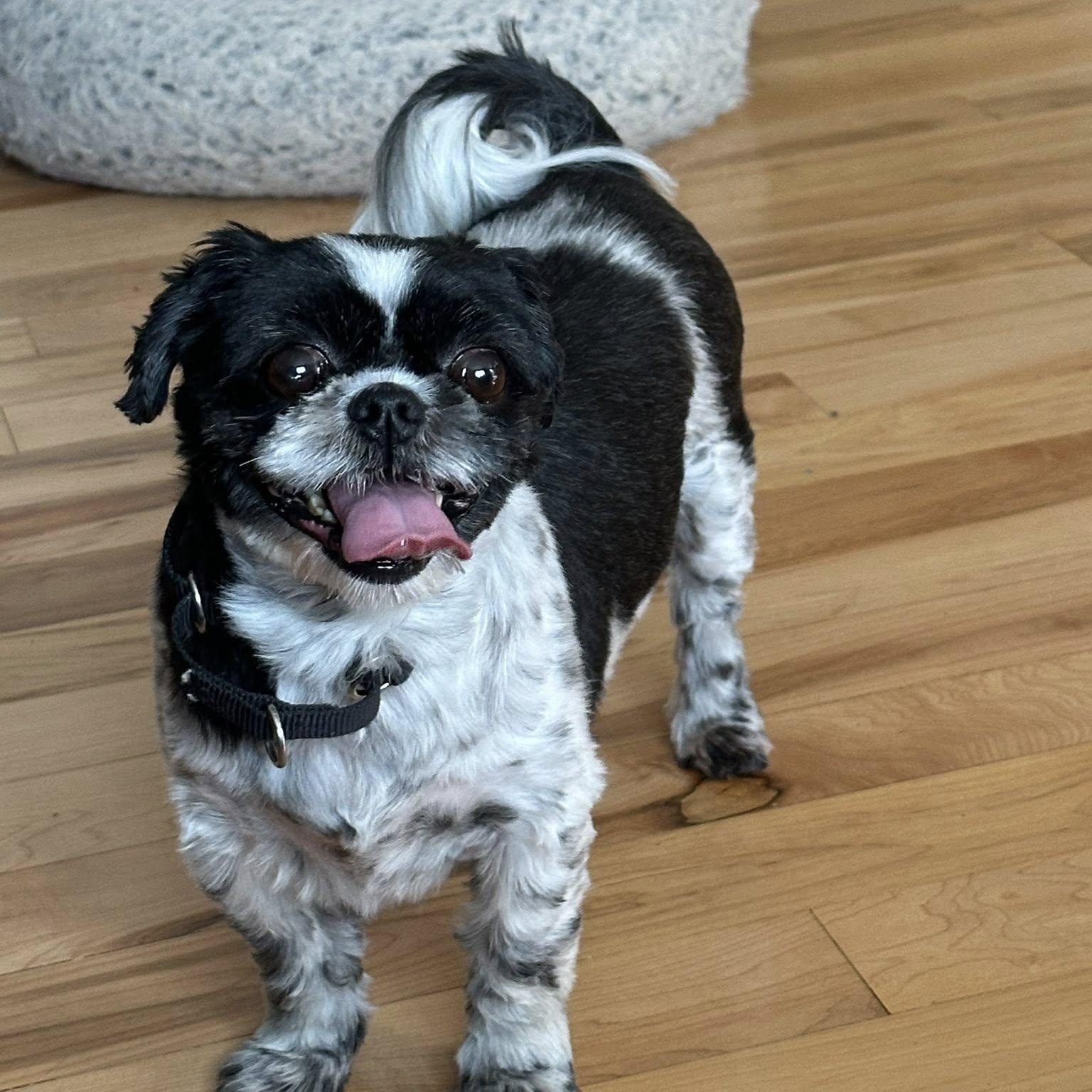 Bella the Shih-Tzu