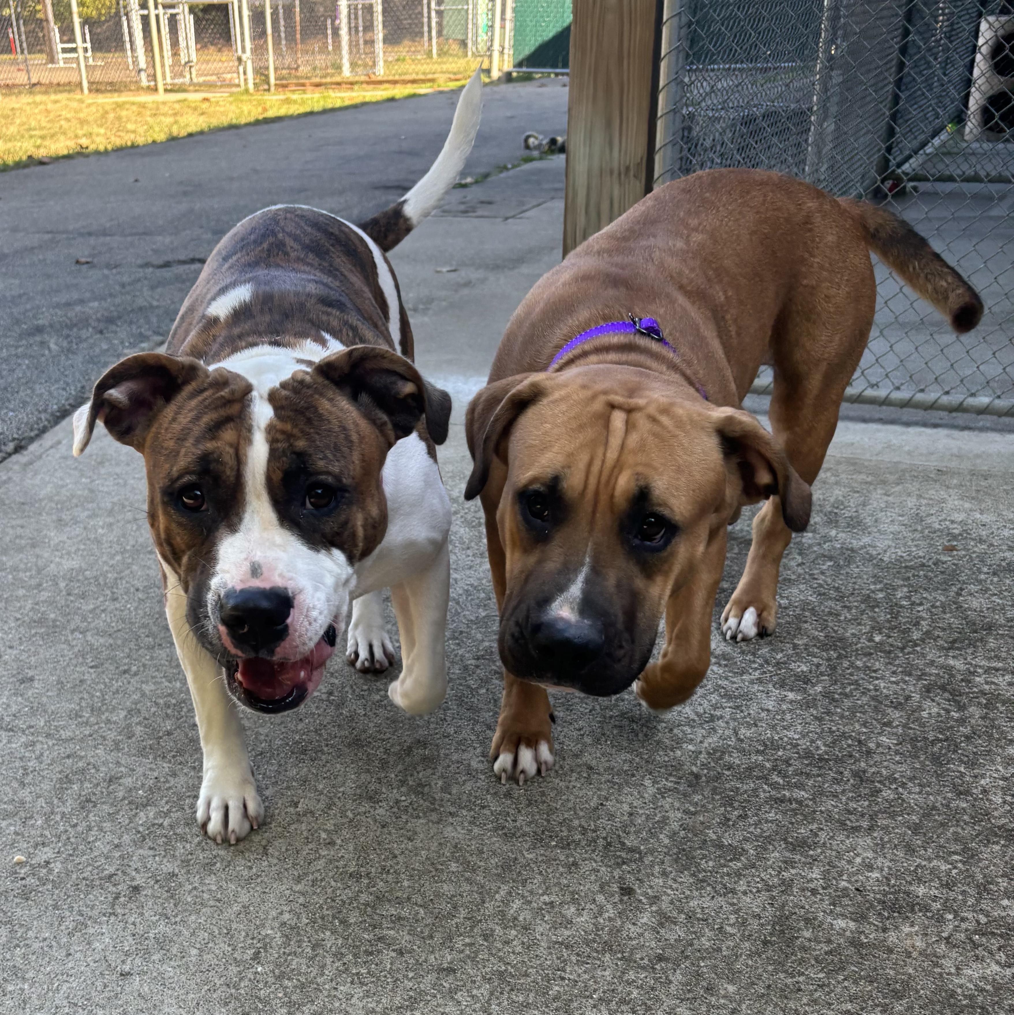 Enlarge Arabella, a Adoptable Mixed Breed in Waynesburg, PA image 4/6