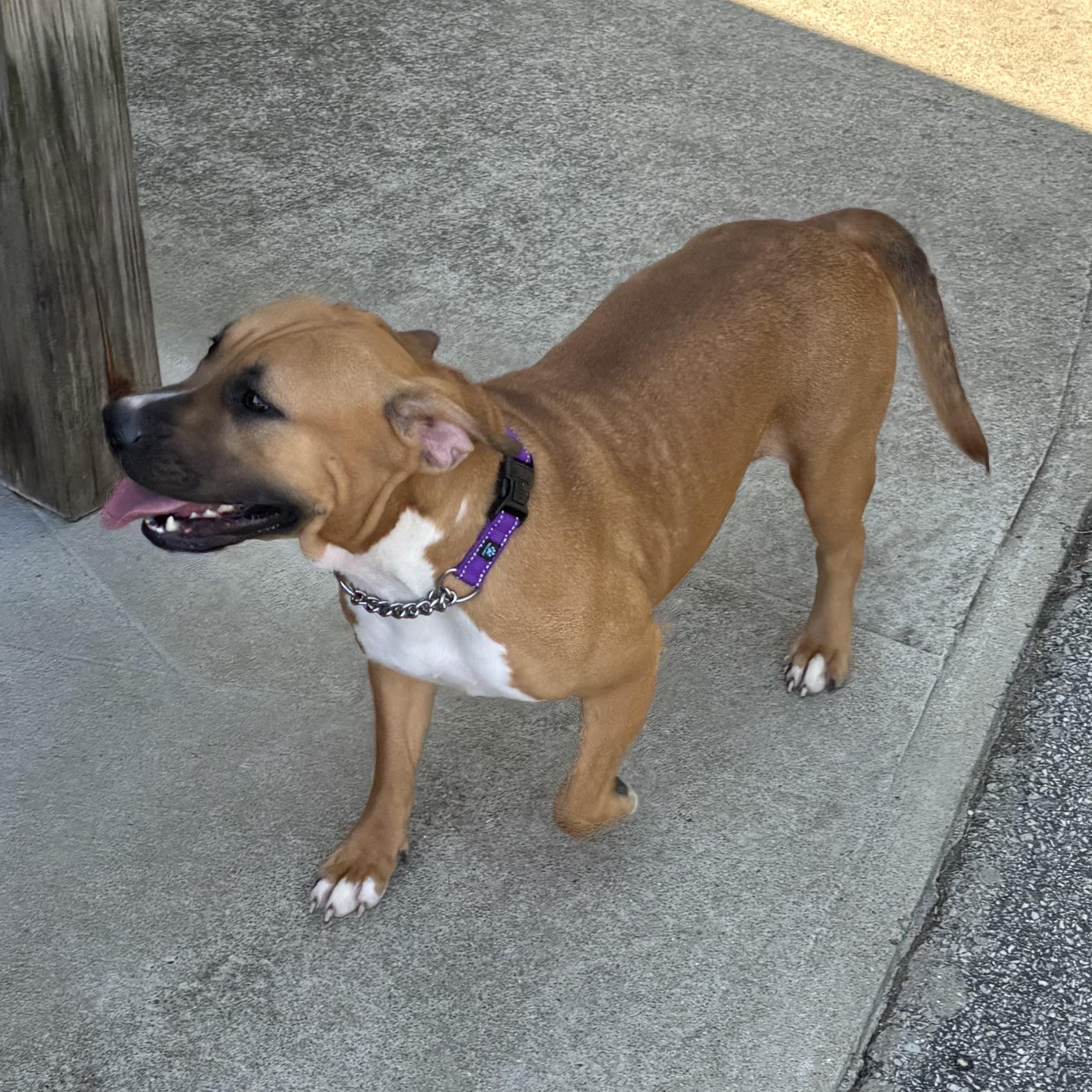 Enlarge Arabella, a Adoptable Mixed Breed in Waynesburg, PA image 3/6