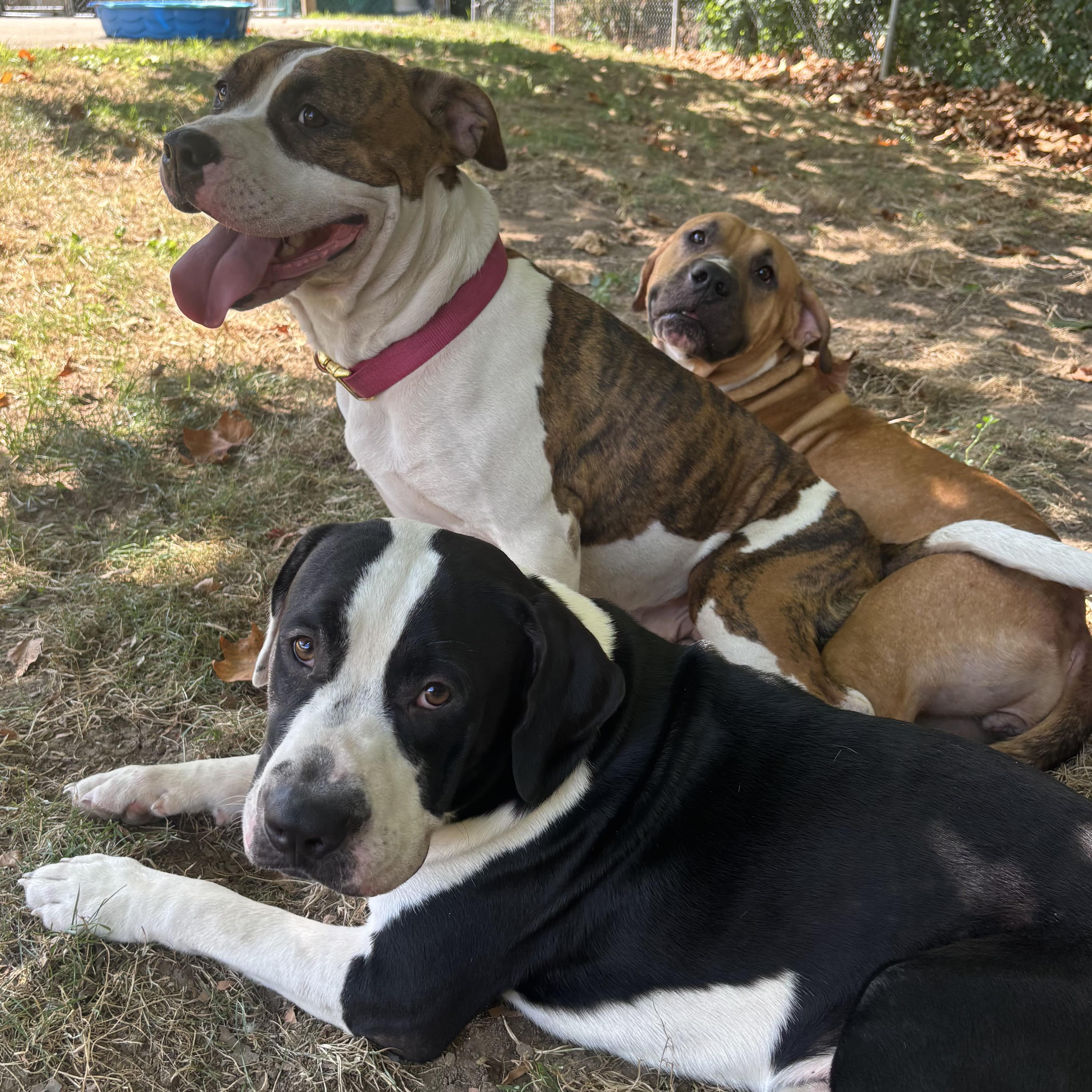 Enlarge Arabella, a Adoptable Mixed Breed in Waynesburg, PA image 5/6