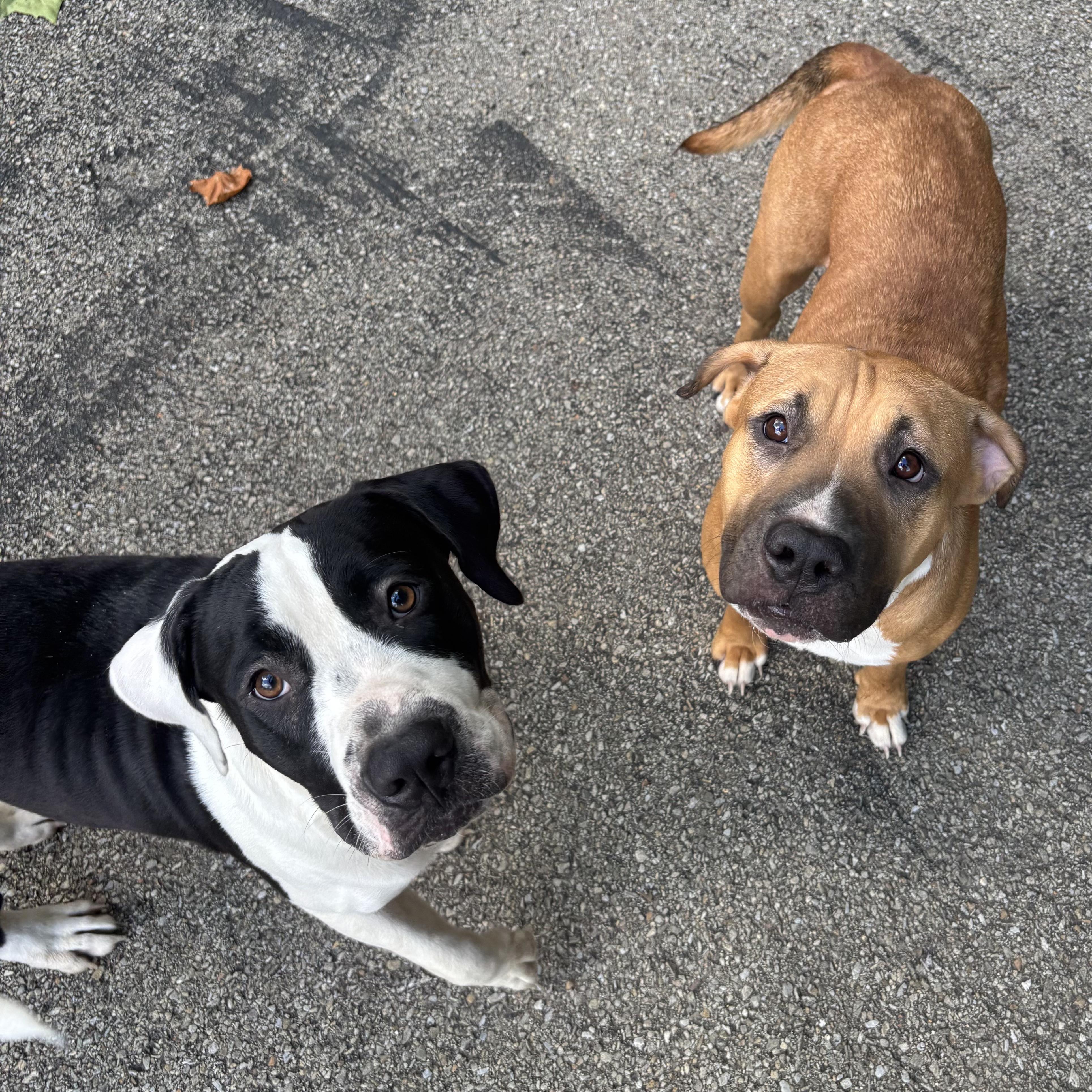 Enlarge Arabella, a Adoptable Mixed Breed in Waynesburg, PA image 6/6