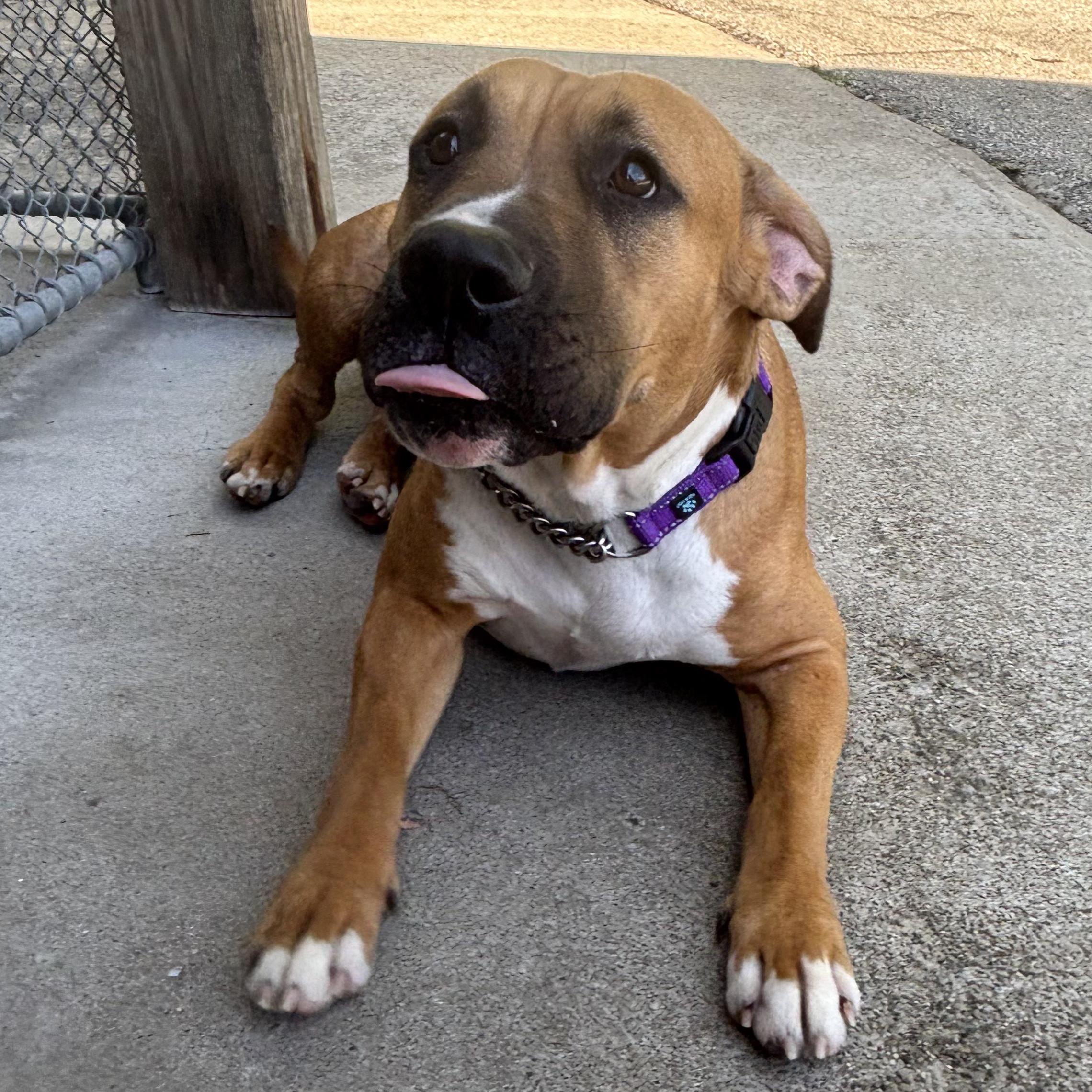 Enlarge Arabella, a Adoptable Mixed Breed in Waynesburg, PA image 2/6