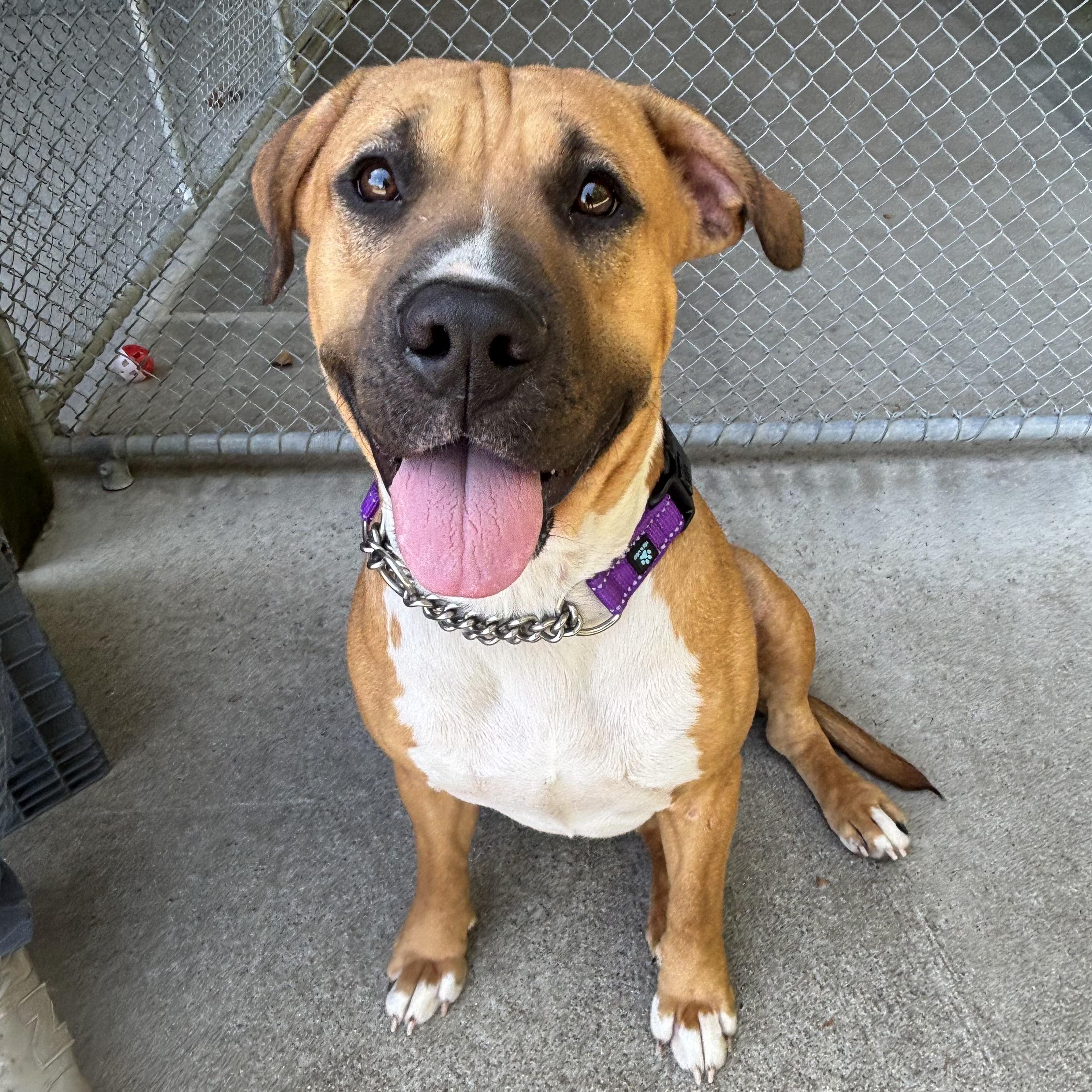 Enlarge Arabella, a Adoptable Mixed Breed in Waynesburg, PA image 1/6