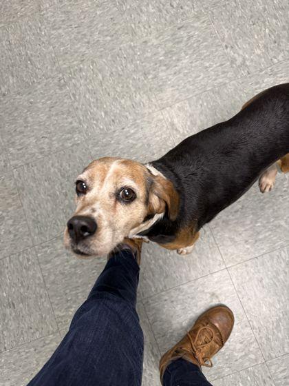 Margie, Adoptable, Adult Female Beagle & Mixed Breed.