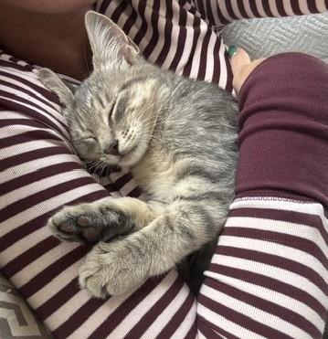 Enlarge Jane (IN TRIAL ADOPTION), a Adoptable Domestic Medium Hair in Nantucket, MA image 2/2