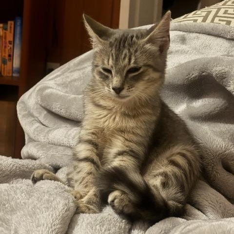 Enlarge Jane (IN TRIAL ADOPTION), a Adoptable Domestic Medium Hair in Nantucket, MA image 1/2
