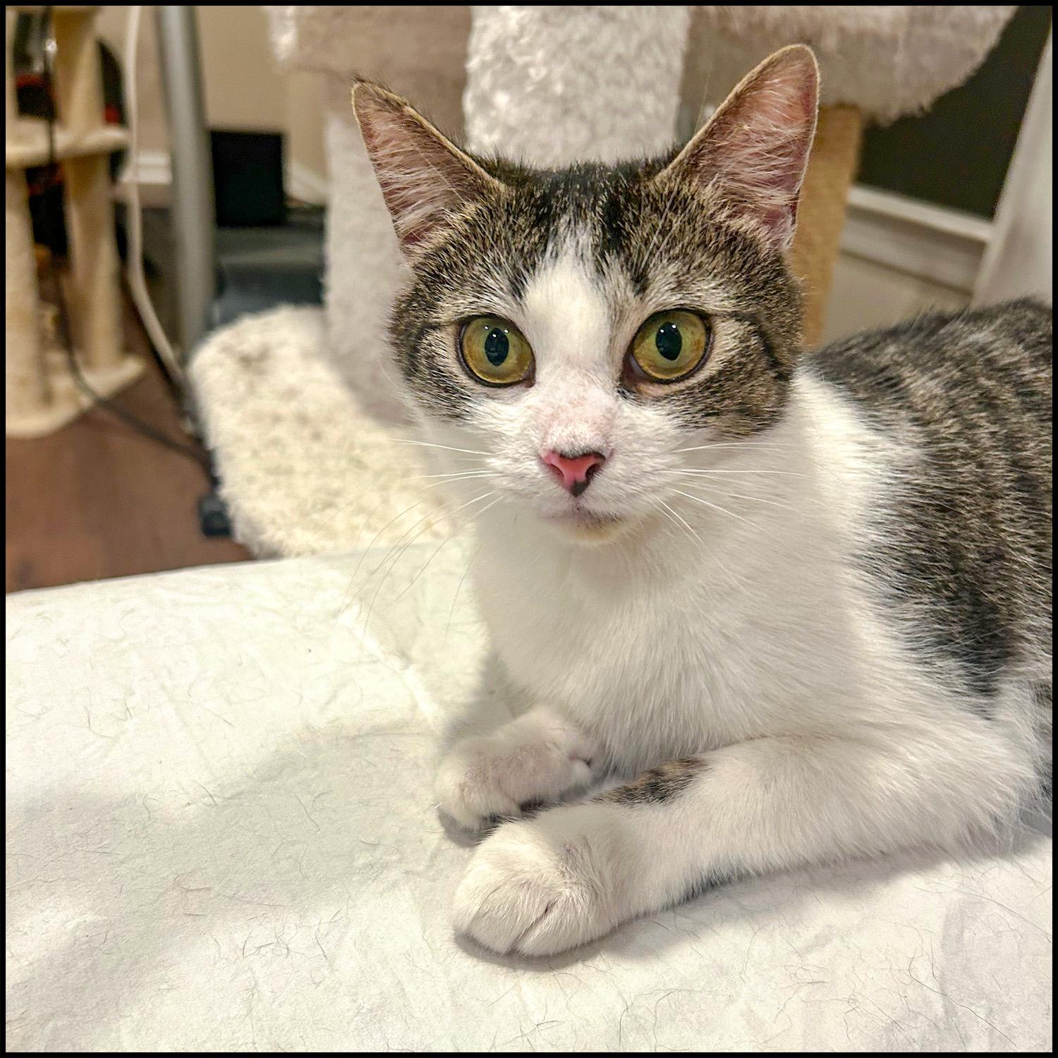 Sisco, Adult Female unknown