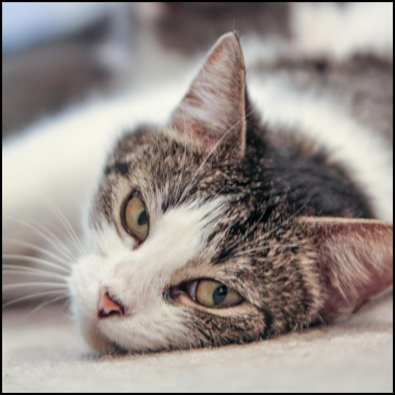 Sisco, a Adoptable mixed breed in Roswell, GA image 3/4