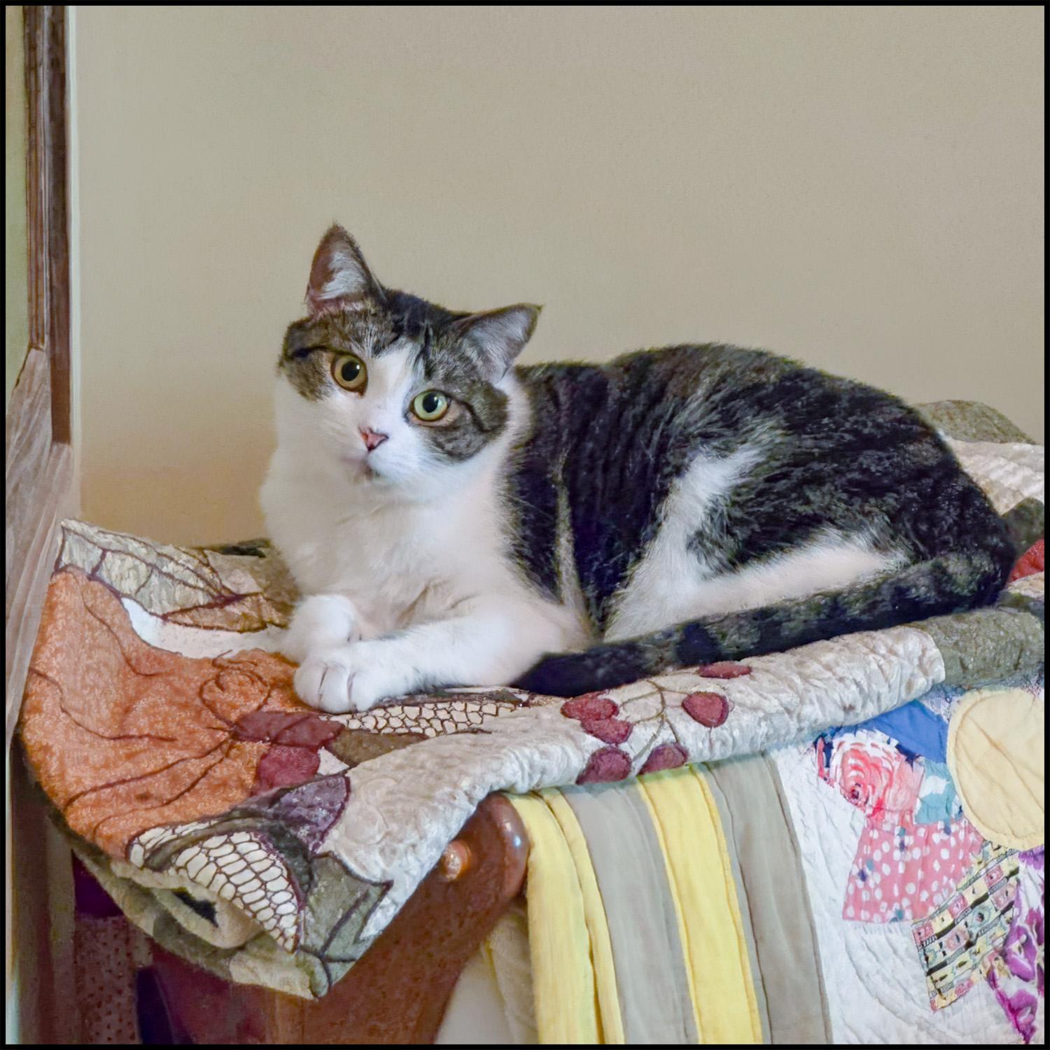 Sisco, a Adoptable mixed breed in Roswell, GA image 1/4