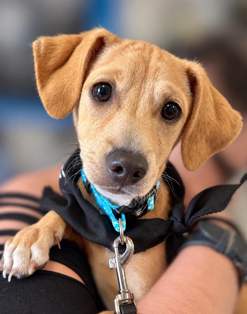 Porkchop, Adoptable, Puppy Male Chihuahua & Rat Terrier.