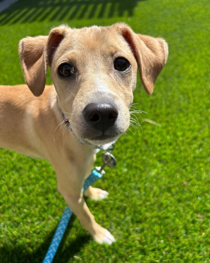Enlarge Porkchop, a Adoptable mixed breed in Reno, NV image 2/4