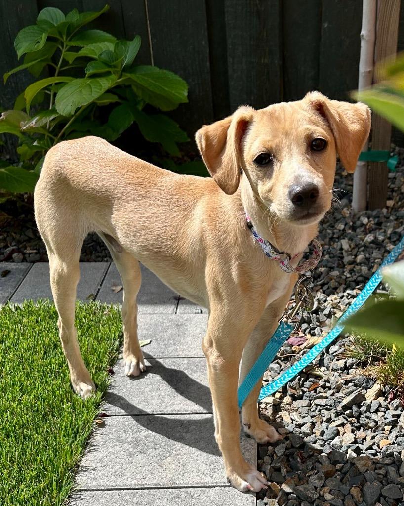 Enlarge Porkchop, a Adoptable mixed breed in Reno, NV image 4/4
