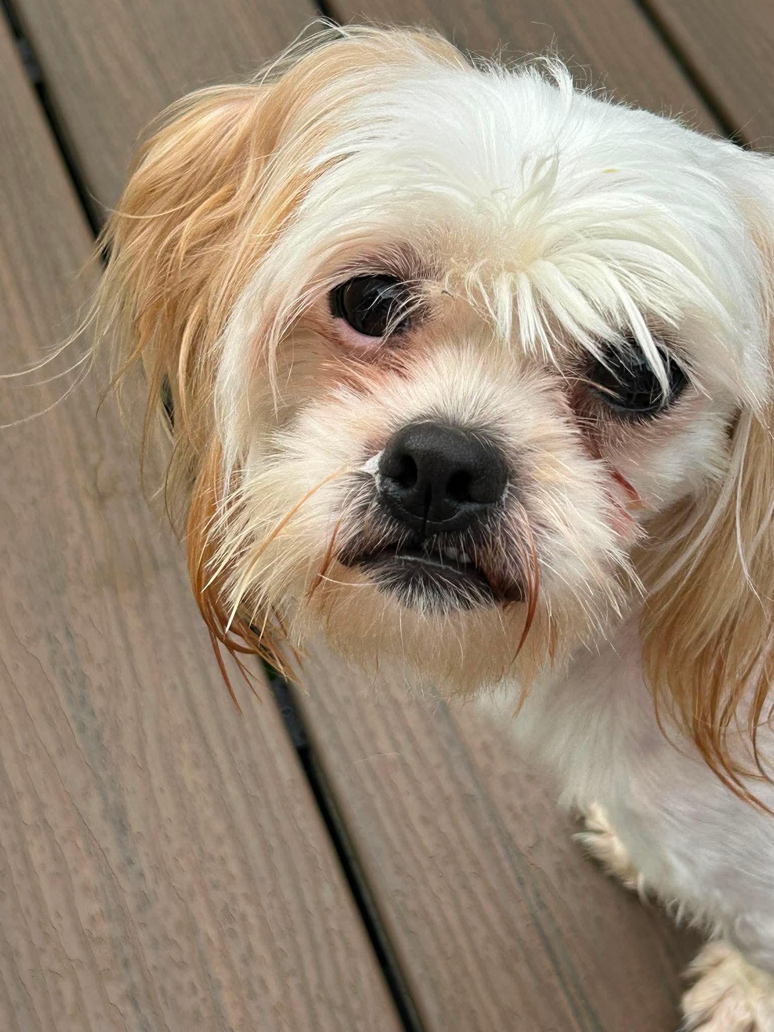 Enlarge Max, a Adoptable Mixed Breed in Rochester , NY image 2/5