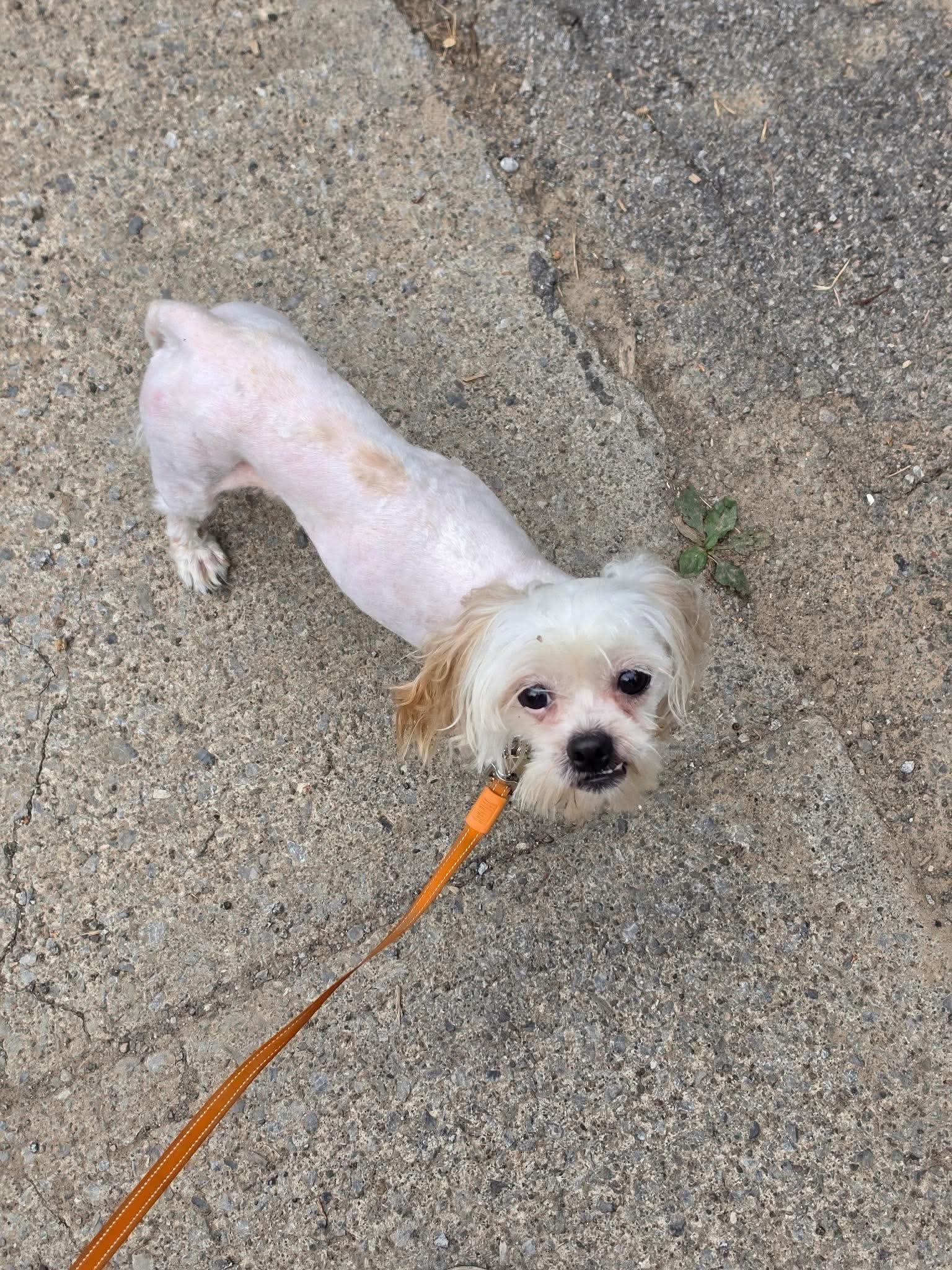 Enlarge Max, a Adoptable Mixed Breed in Rochester , NY image 5/5