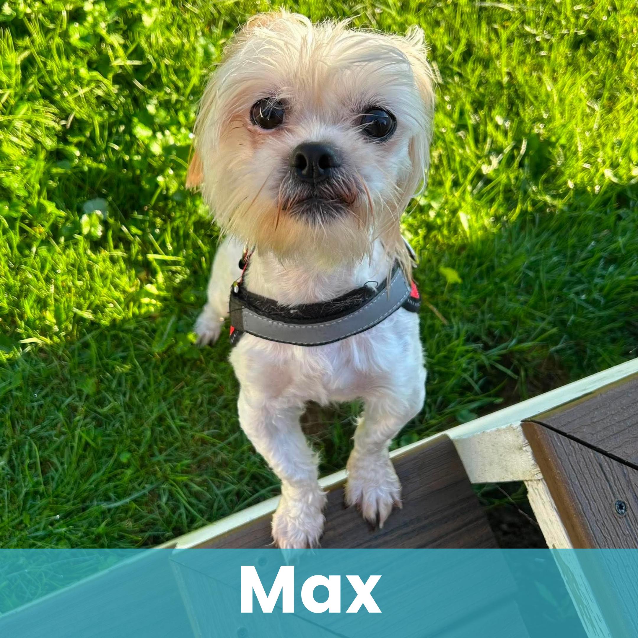 Max, Adoptable, Young Male Mixed Breed.