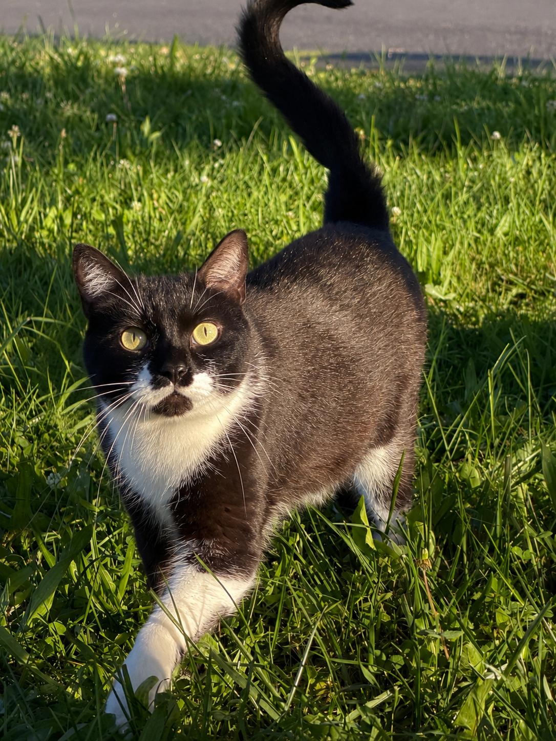 Mayer, ADOPTABLE, Adult Male Domestic Short Hair.