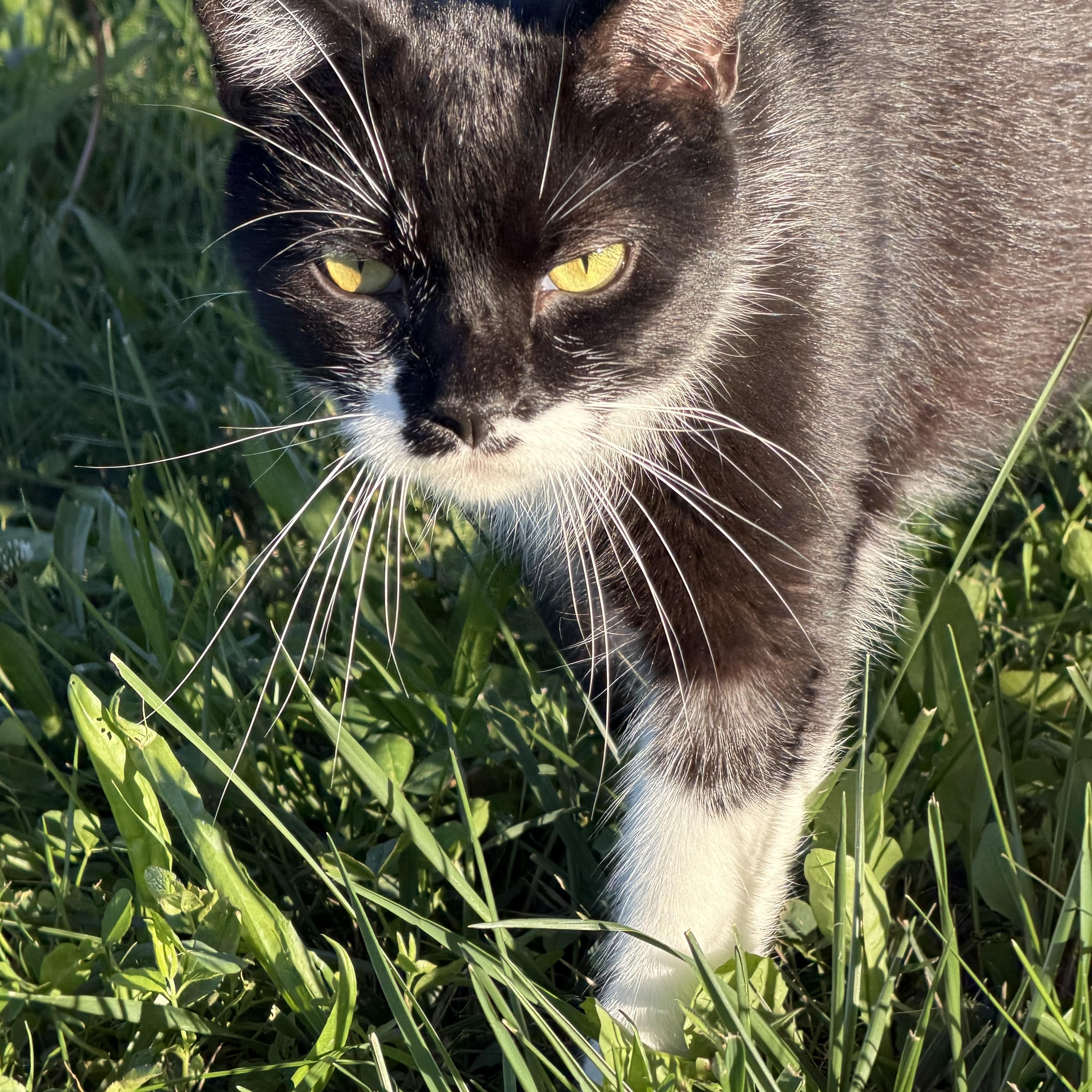 Enlarge Mayer, a ADOPTABLE Domestic Short Hair in Copley, OH image 2/2