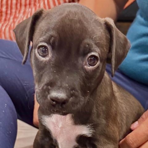 Enlarge Orion Starstruck, a Adoptable mixed breed in Andover, MA image 1/6