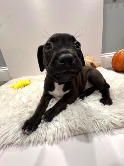 Enlarge Orion Starstruck, a Adoptable mixed breed in Andover, MA image 4/6