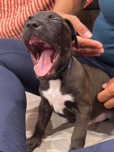 Enlarge Orion Starstruck, a Adoptable mixed breed in Andover, MA image 3/6
