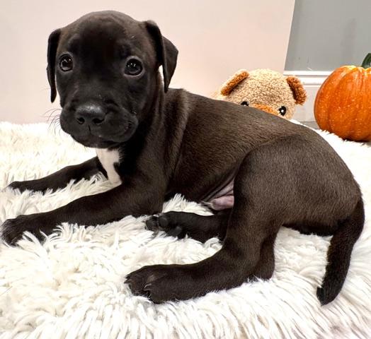 Enlarge Orion Starstruck, a Adoptable mixed breed in Andover, MA image 5/6