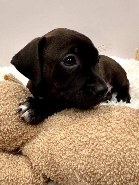 Enlarge Orion Starstruck, a Adoptable mixed breed in Andover, MA image 2/6