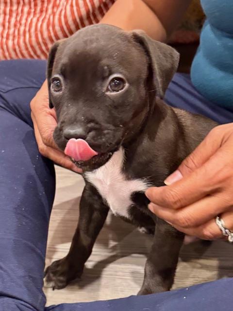Enlarge Orion Starstruck, a Adoptable mixed breed in Andover, MA image 6/6
