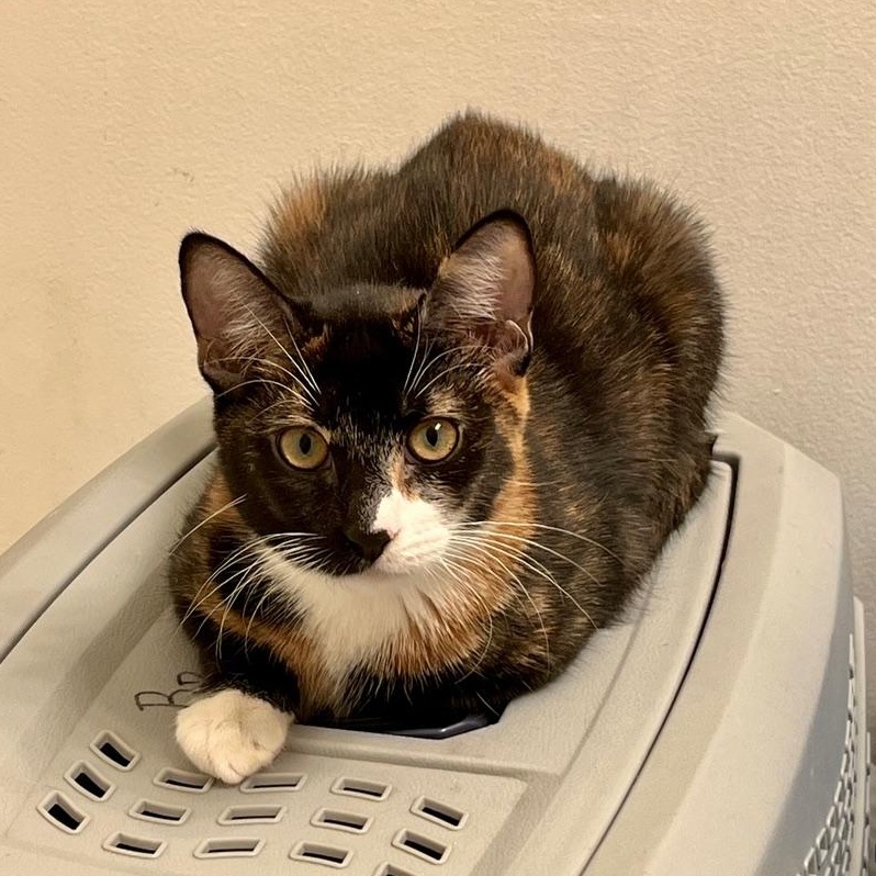 Stella - Playtime Princess, Adopted, Kitten Female Calico.