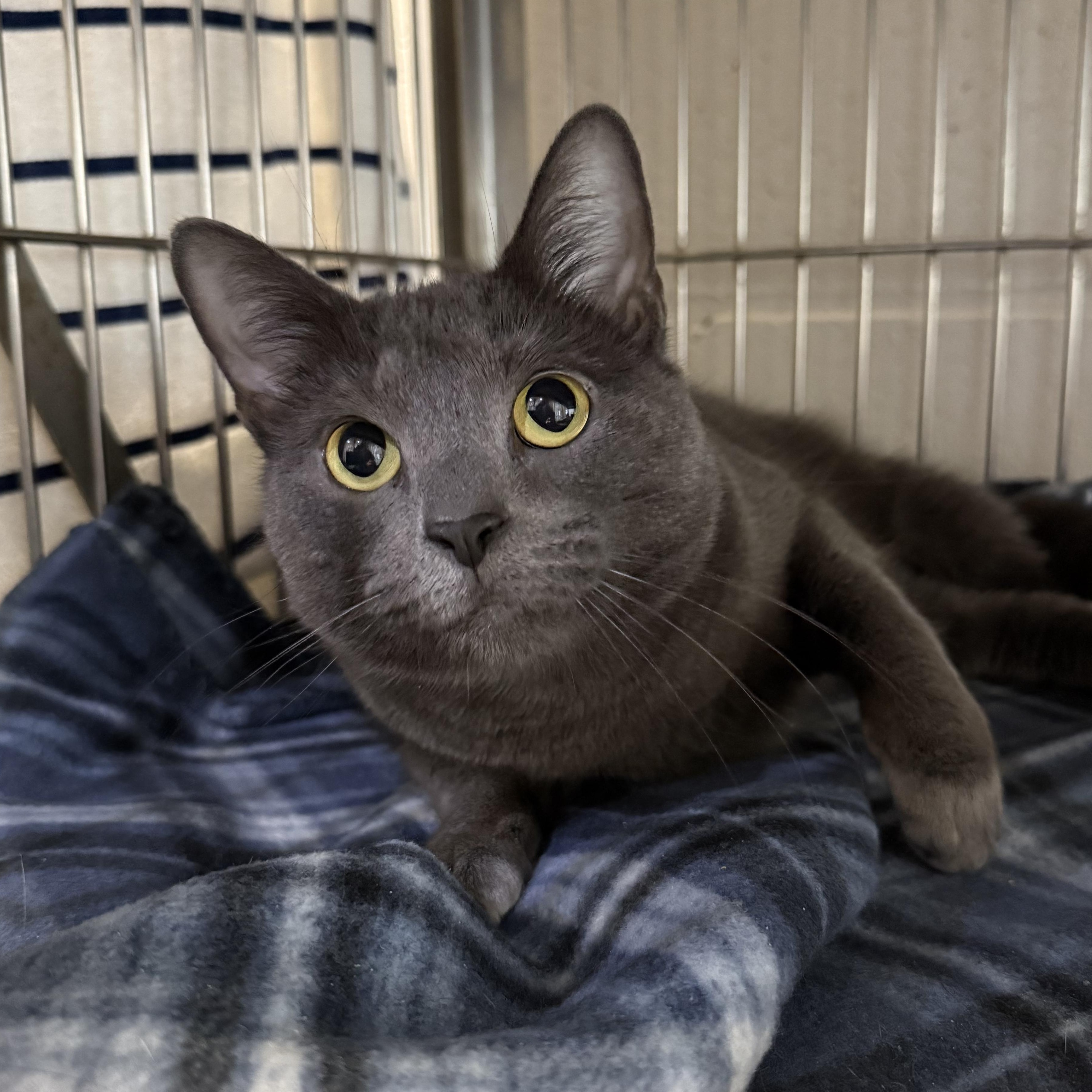 Cosia, adopted, Adult Female Domestic Short Hair.