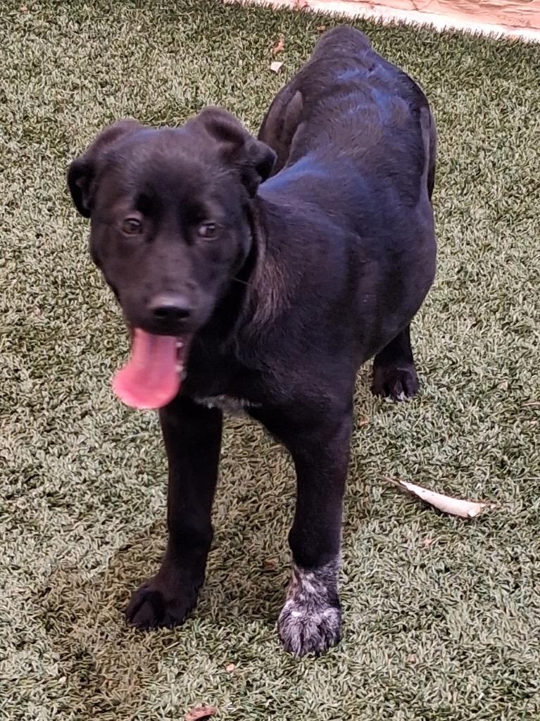 Sweetpea, Adoptable, Puppy Female Labrador Retriever & Australian Cattle Dog / Blue Heeler.