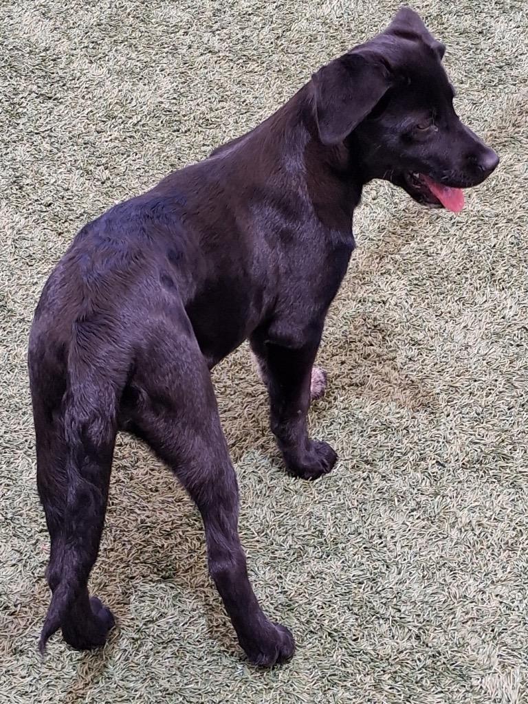 Enlarge Sweetpea, a Adoptable mixed breed in Seguin, TX image 2/3