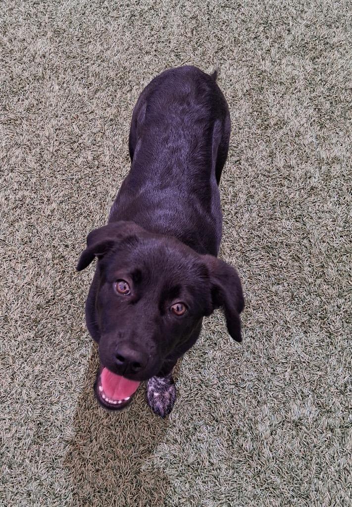 Enlarge Sweetpea, a Adoptable mixed breed in Seguin, TX image 3/3