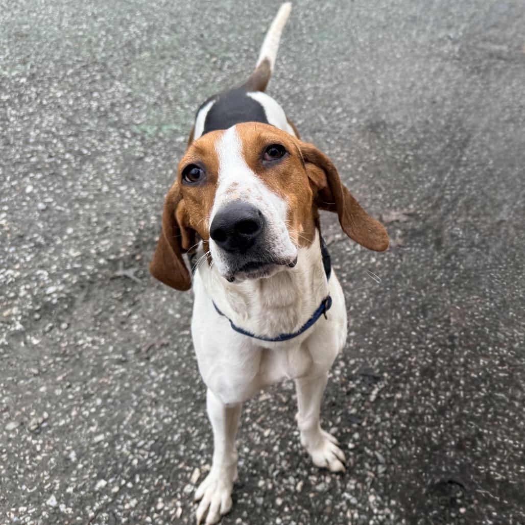 Enlarge Daisy, a Adoptable mixed breed in Erie, PA image 1/6