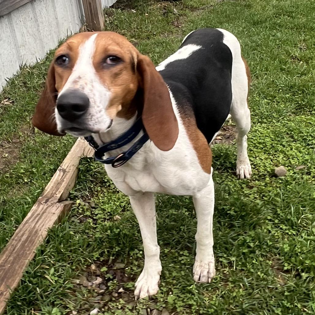 Enlarge Daisy, a Adoptable mixed breed in Erie, PA image 2/6