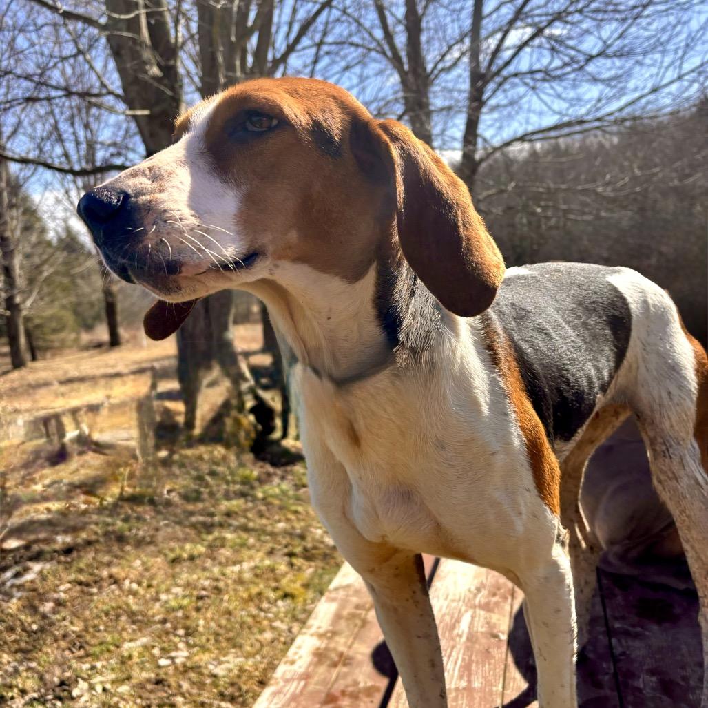 Enlarge Daisy, a Adoptable mixed breed in Erie, PA image 3/6