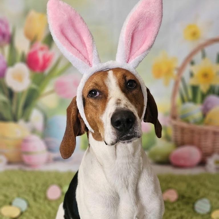 Enlarge Daisy, a Adoptable mixed breed in Erie, PA image 3/5