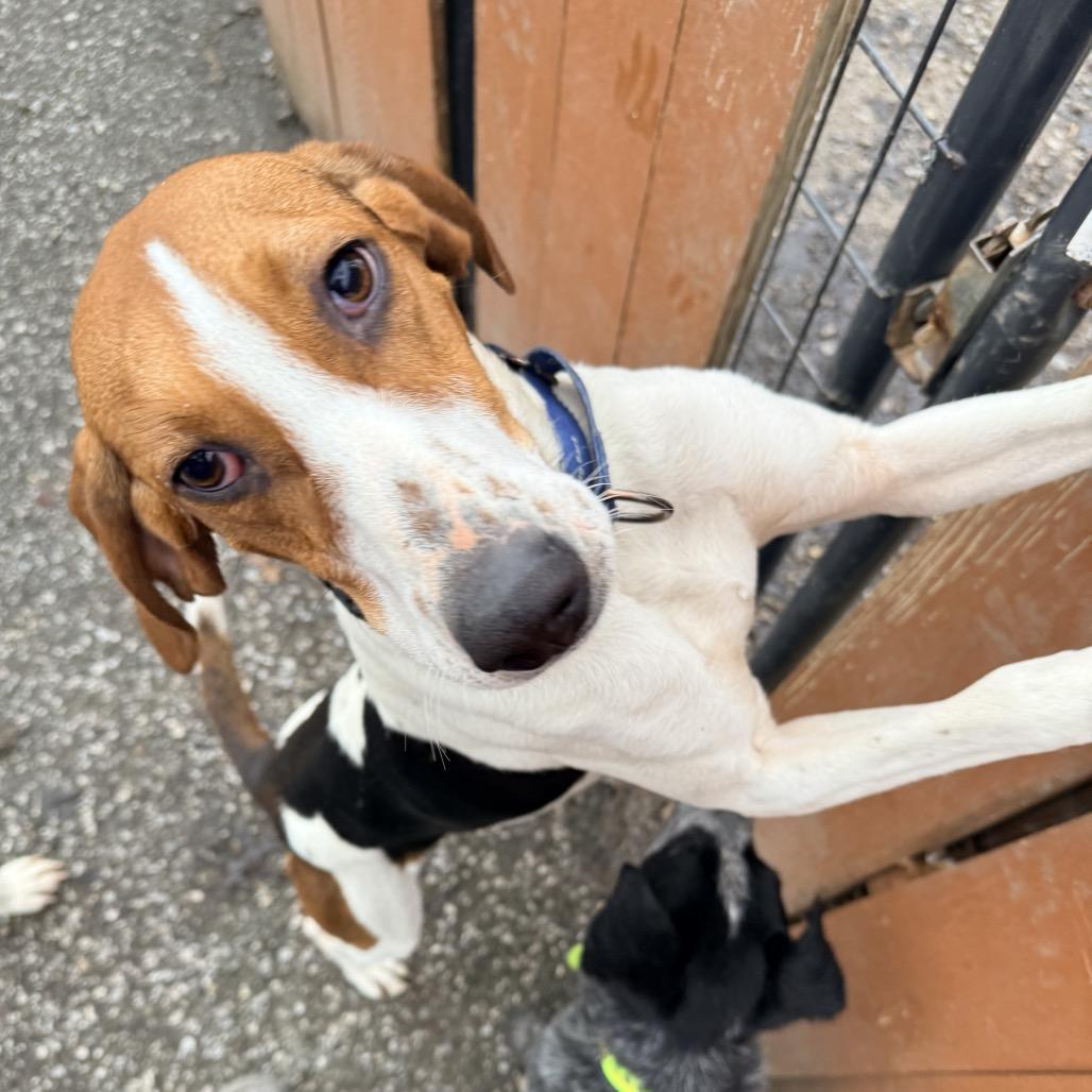 Enlarge Daisy, a Adoptable mixed breed in Erie, PA image 4/5