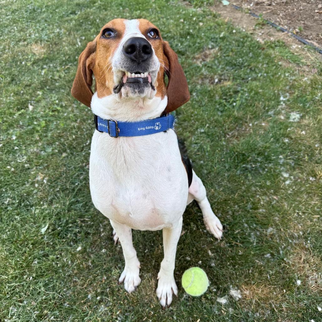 Daisy, a Adoptable mixed breed in Erie, PA image 5/6