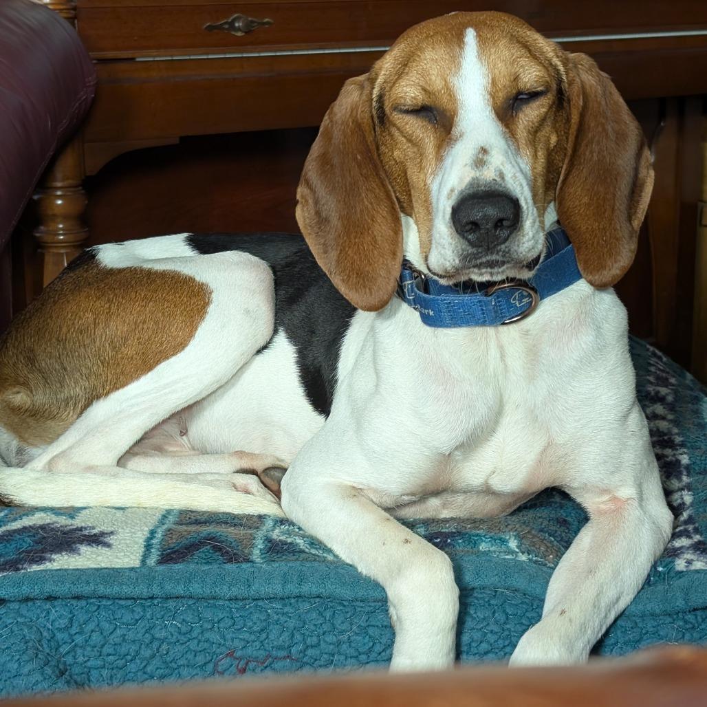 Daisy, a Adoptable mixed breed in Erie, PA image 6/6