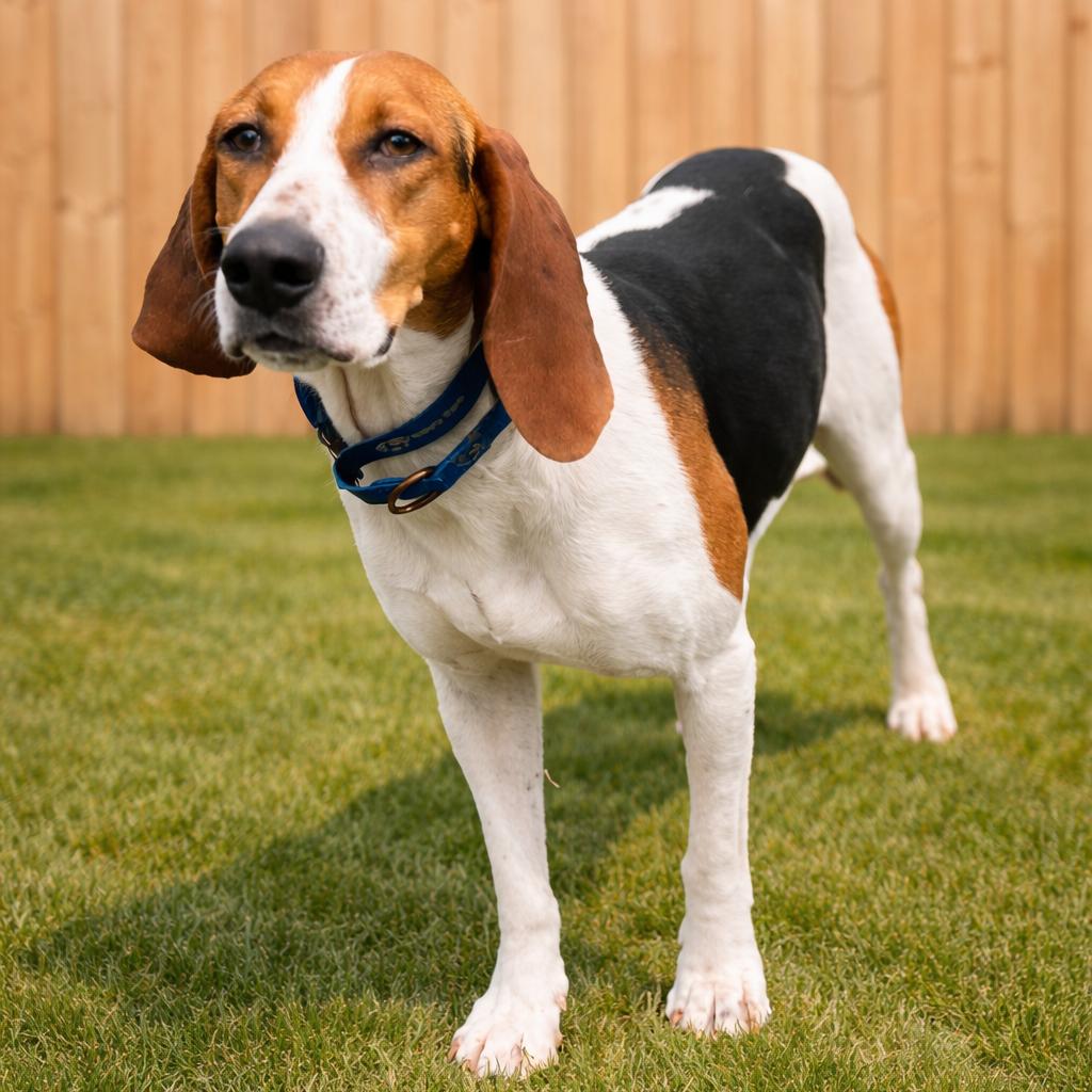 Enlarge Daisy, a Adoptable mixed breed in Erie, PA image 5/5