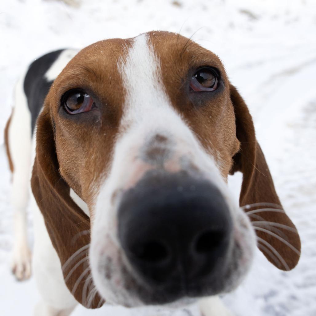 Enlarge Daisy, a Adoptable mixed breed in Erie, PA image 6/6