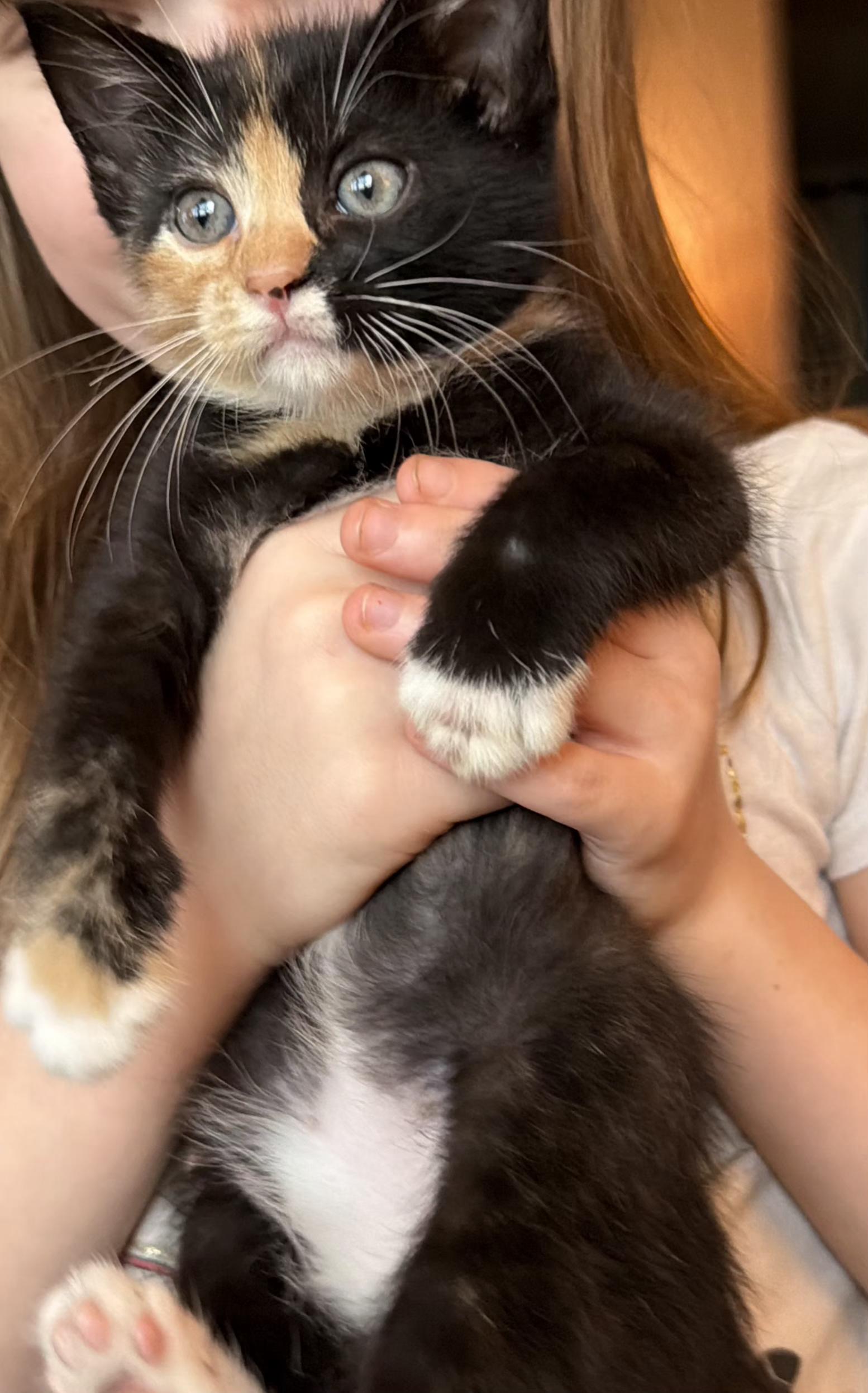 Enlarge Hula, an adopted Tortoiseshell in Springfield, OR image 3/6
