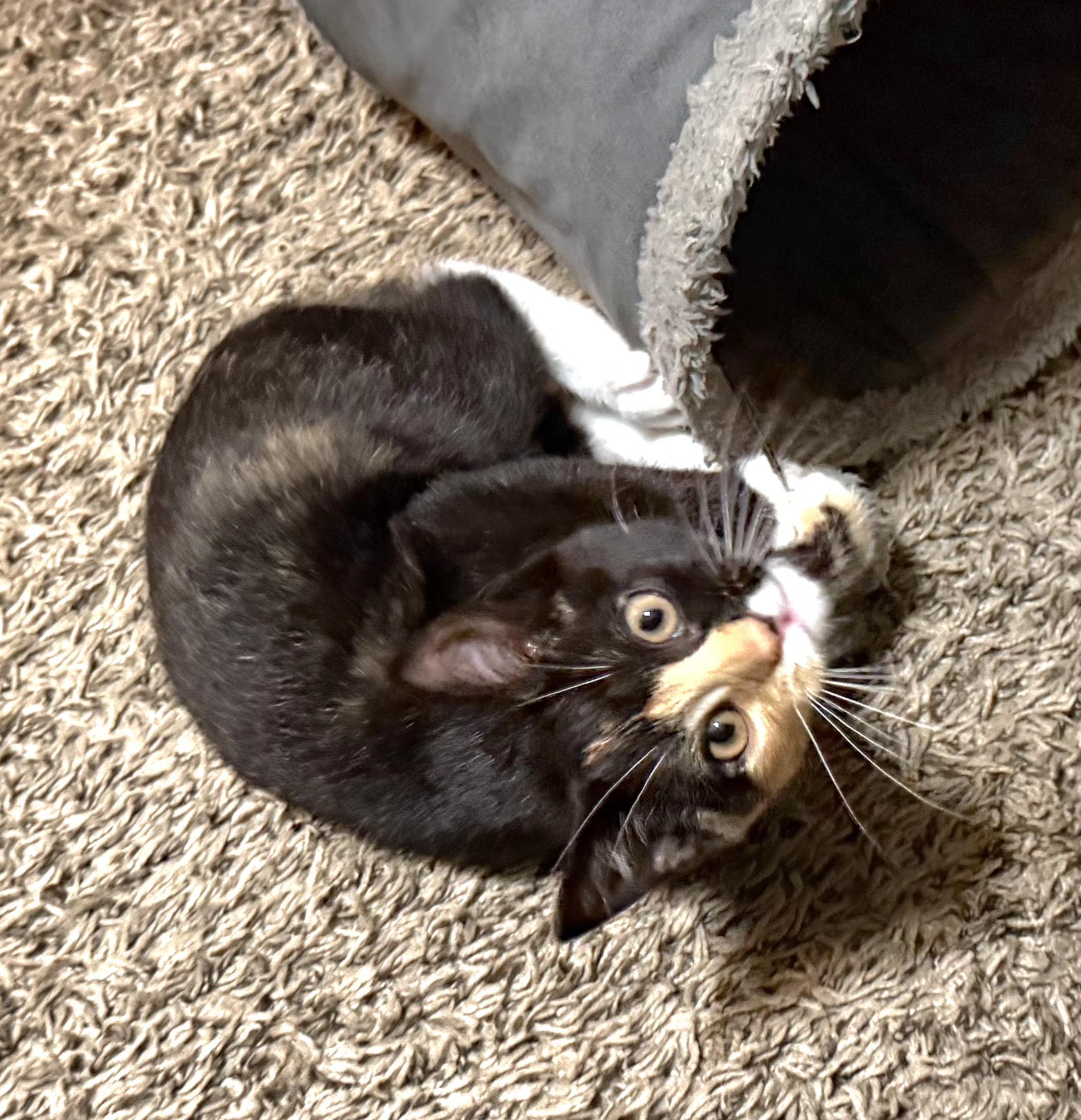 Enlarge Hula, an adopted Tortoiseshell in Springfield, OR image 2/6
